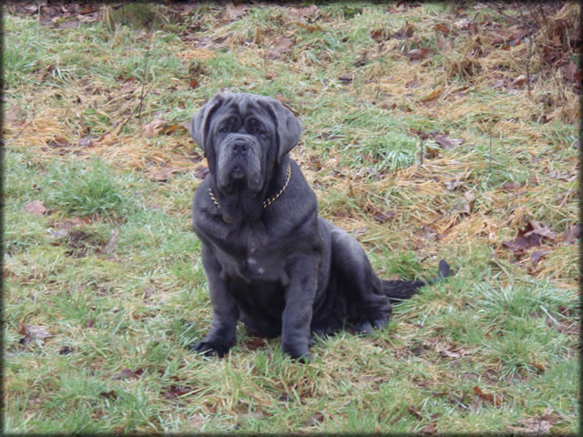 mastino napoletano: Bambi de Azzurra
